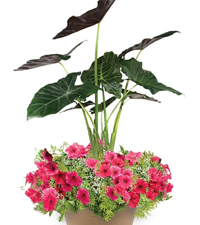 Mayan Paradise Planter